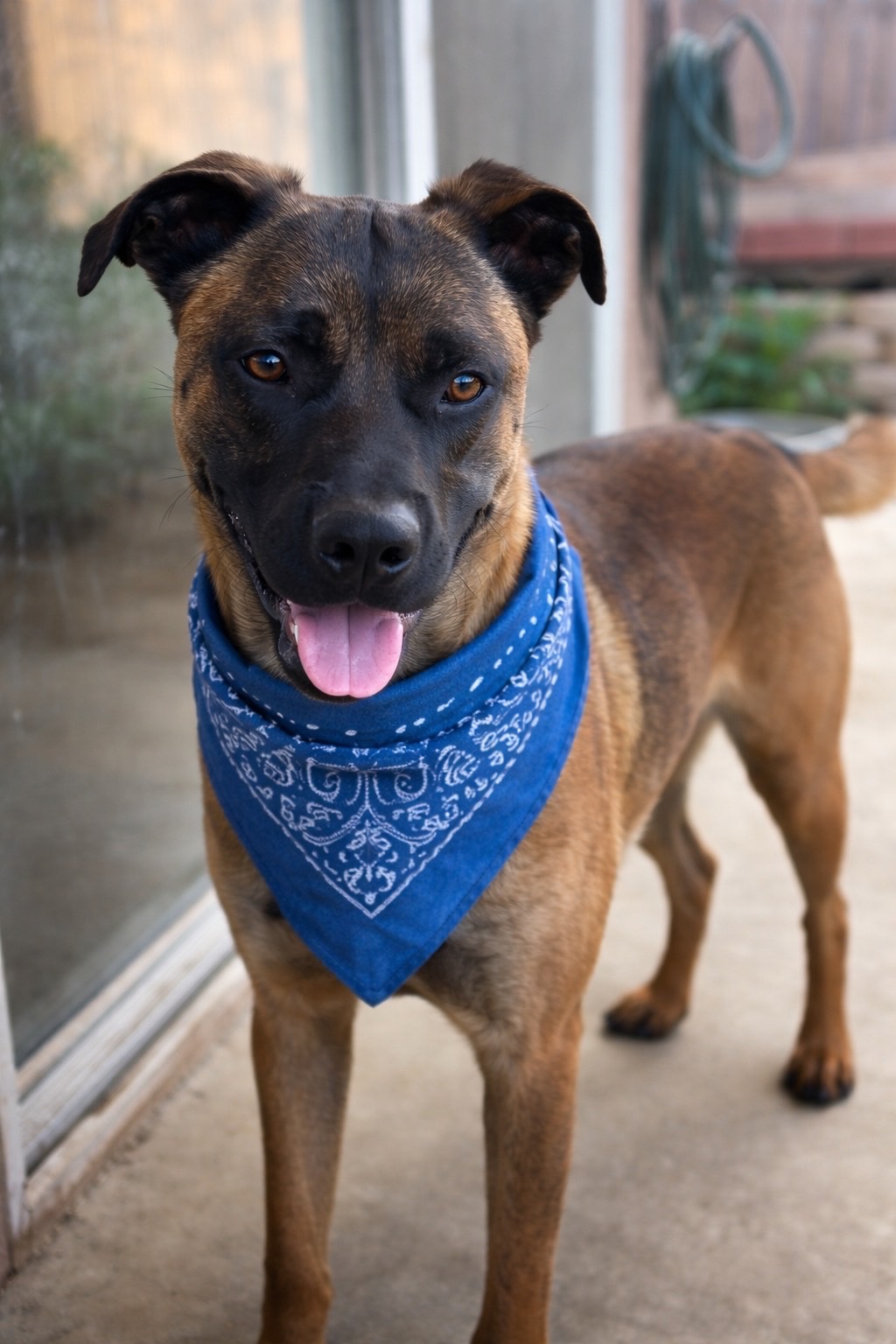 Bruce the Malinois Mix—Rescued from the Shelter's Red List, 66 Pounds ...