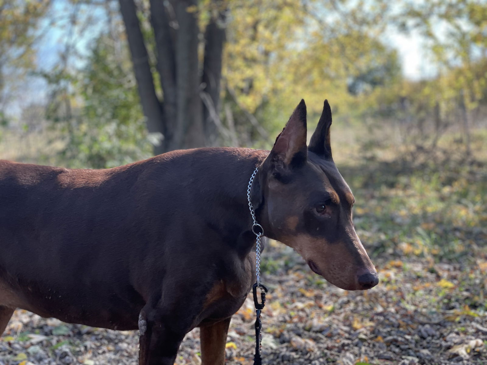 Venus the Regal Doberman Senior Beauty Is Ready to Rule Your Heart 👑 ...