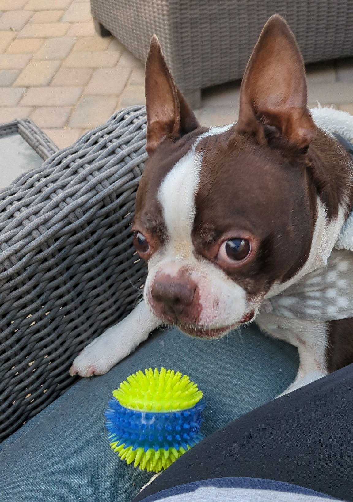 This Chocolate Brown Sweetheart Loves Fetch (and Cats!)—But He's Still ...