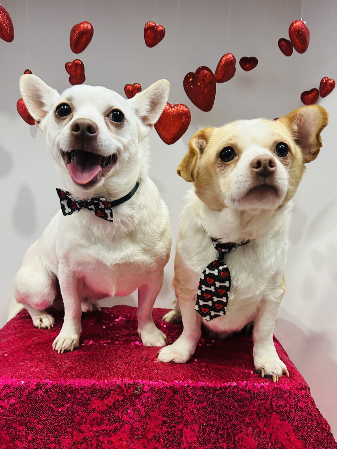 Casper & Tubbz: Sweet Duo Seeking a Loving Home with a Fenced Yard ...
