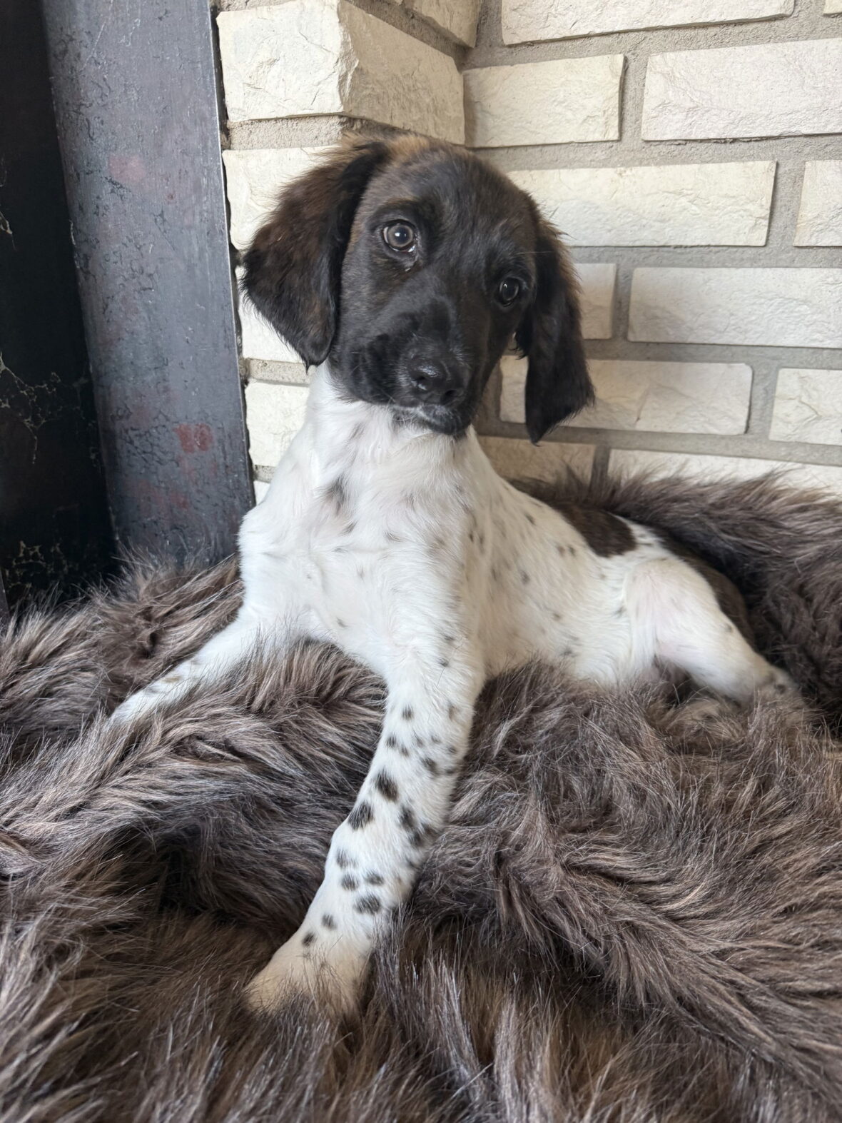 Playful Spaniel Pup Wolfe Is Ready to Fill Your Home with Joy - Rocky ...