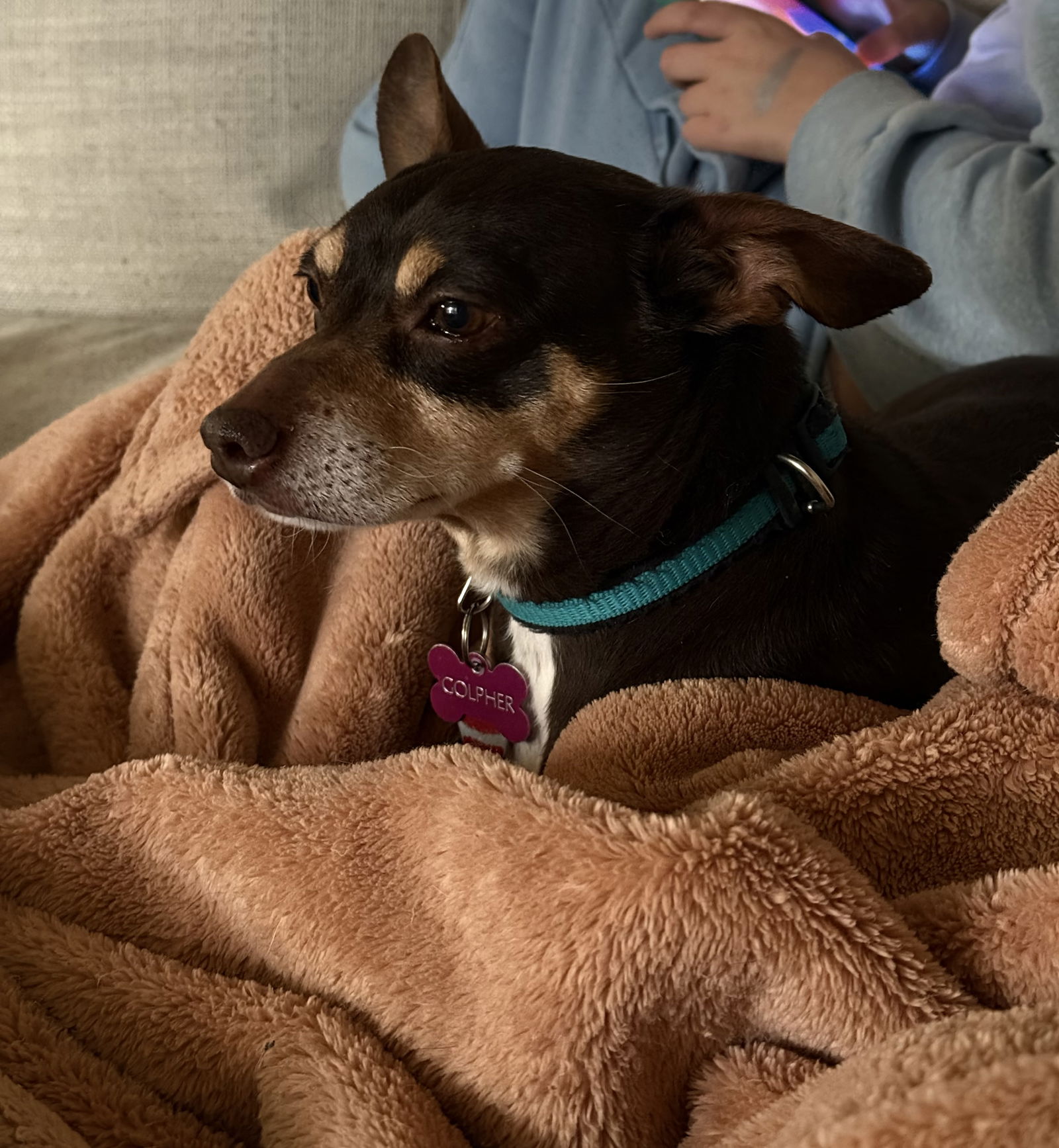 Golpher the Chihuahua-Dachshund Mix: Cuddle-Loving Sweetheart Seeking ...