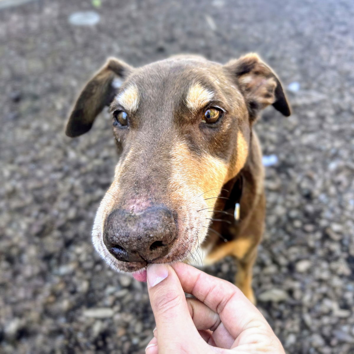 Kane the Senior Doberman/Labrador Mix Is Searching for a Calm, Loving ...