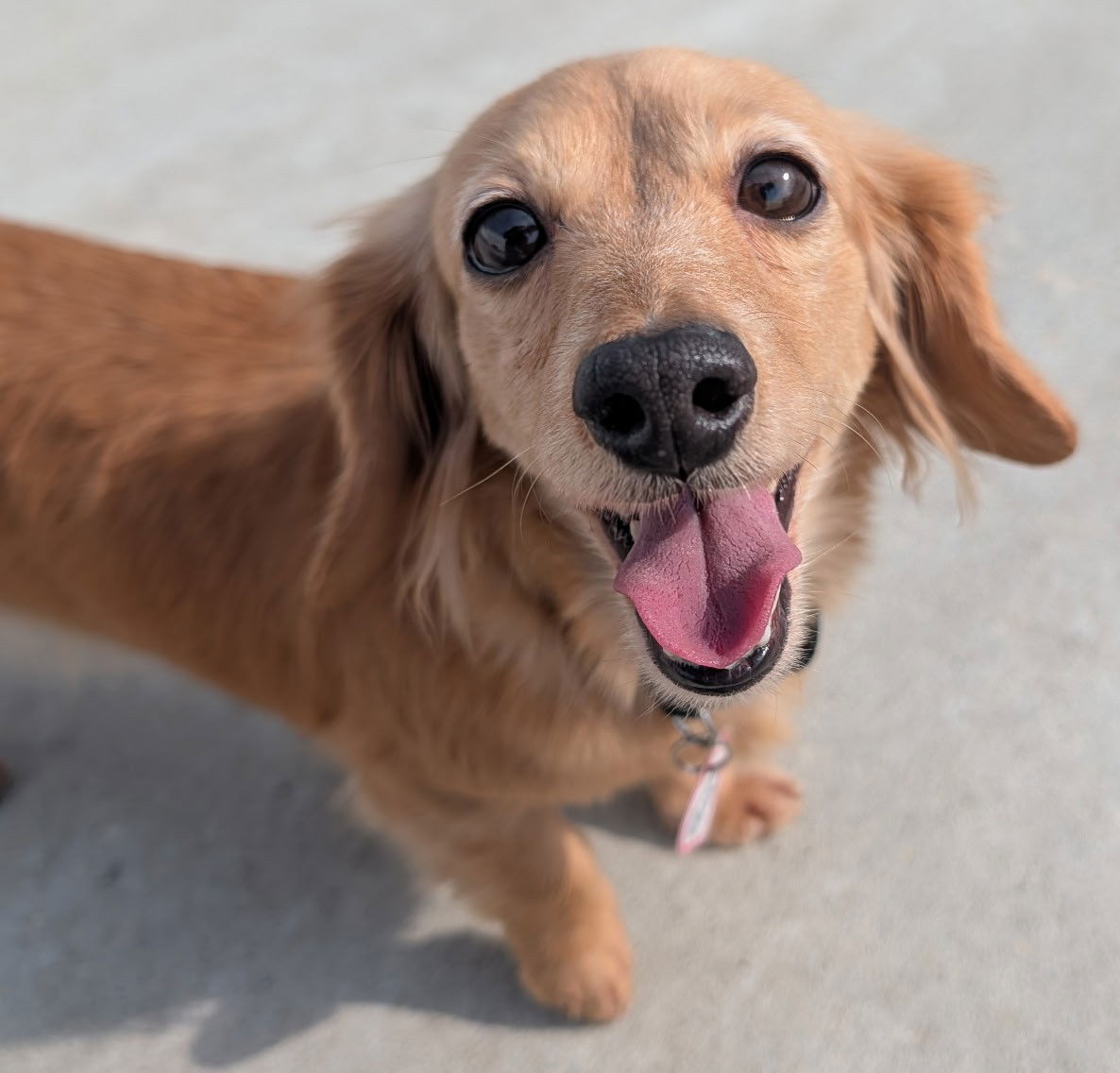 Stella the Long-Haired Dachshund: Retired Breeding Girl Ready for a ...