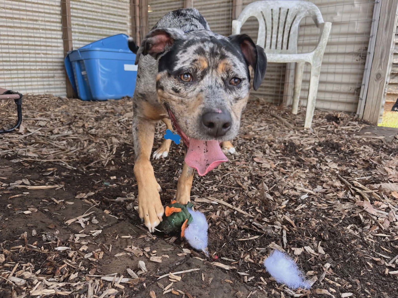 Meet Duke: The Outgoing, Loving Pup Who Can't Wait to Share His Heart ...