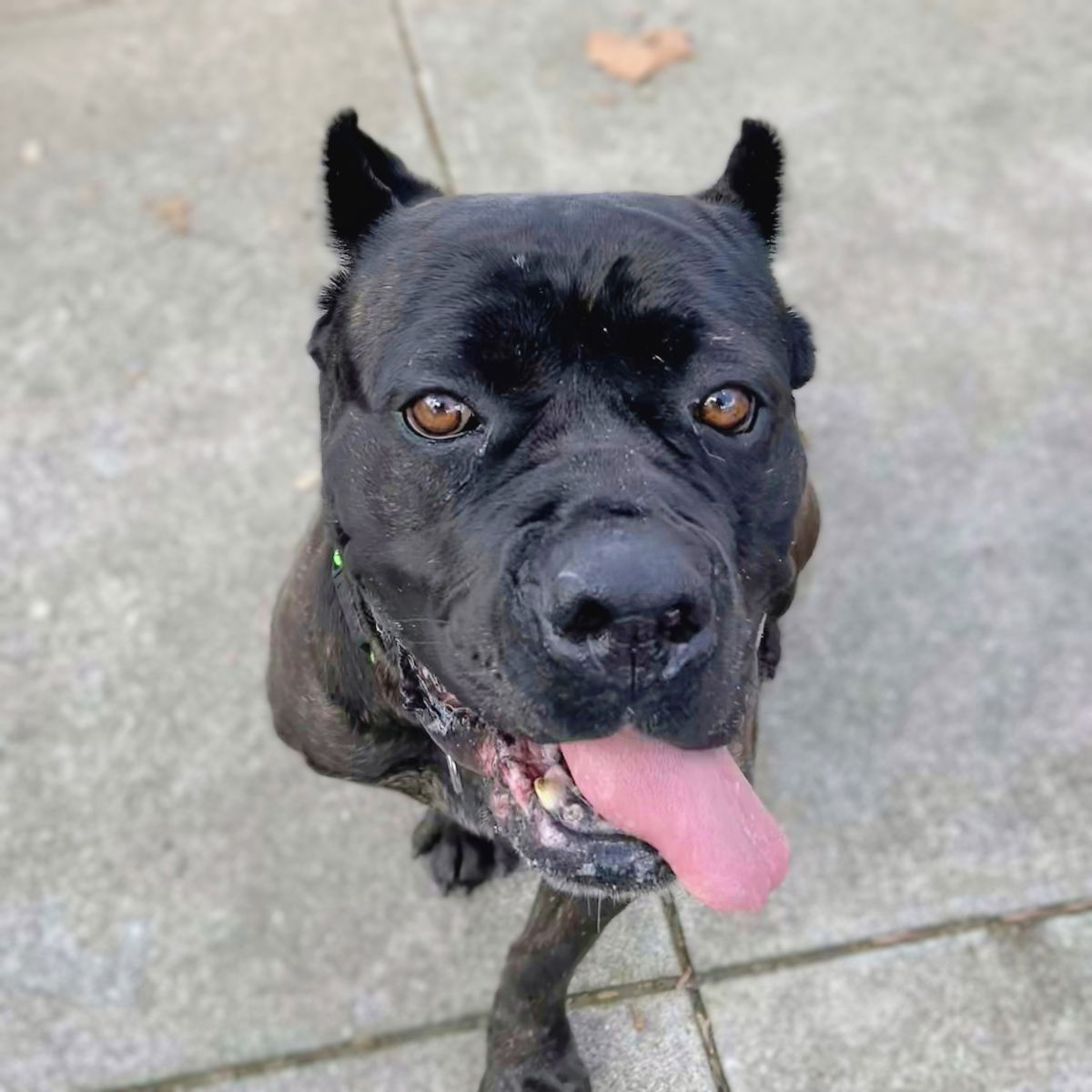 Meet Zora: The Playful Cane Corso Mix Who Can’t Wait to Steal Your ...