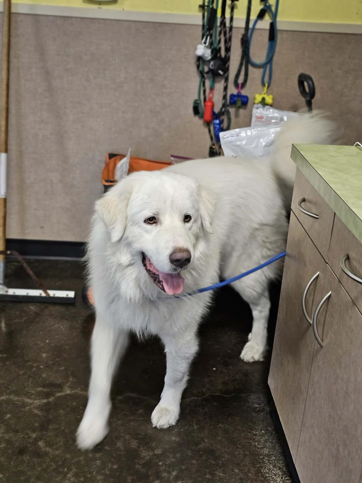Found: Gentle Giant Great Pyrenees Searching for His Family in Rockwall ...