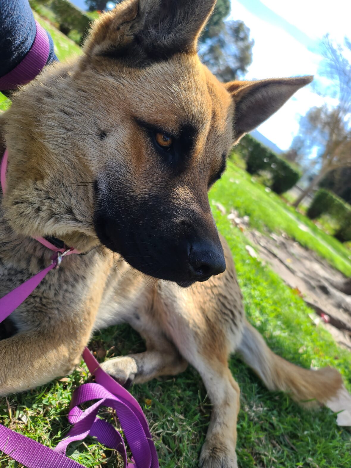 From Chains in a Junkyard to Loving Companions—Hank and Abbie Are Ready ...