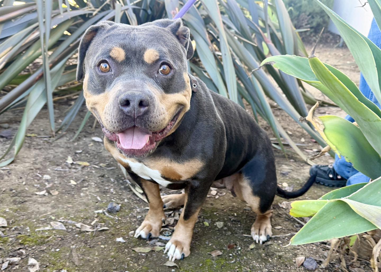 This Adorable American Staffordshire Terrier Mix Is a Pocket-Sized Love ...