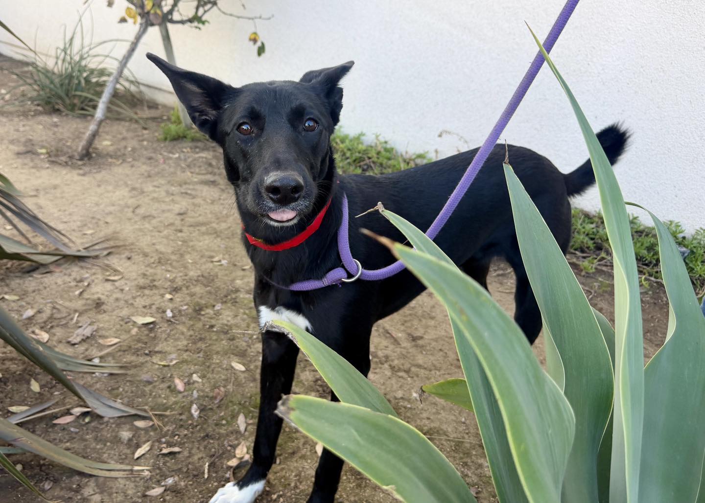 Jayla the Shepherd Mix: Shy, Sweet, and Ready to Shine in a Loving Home ...