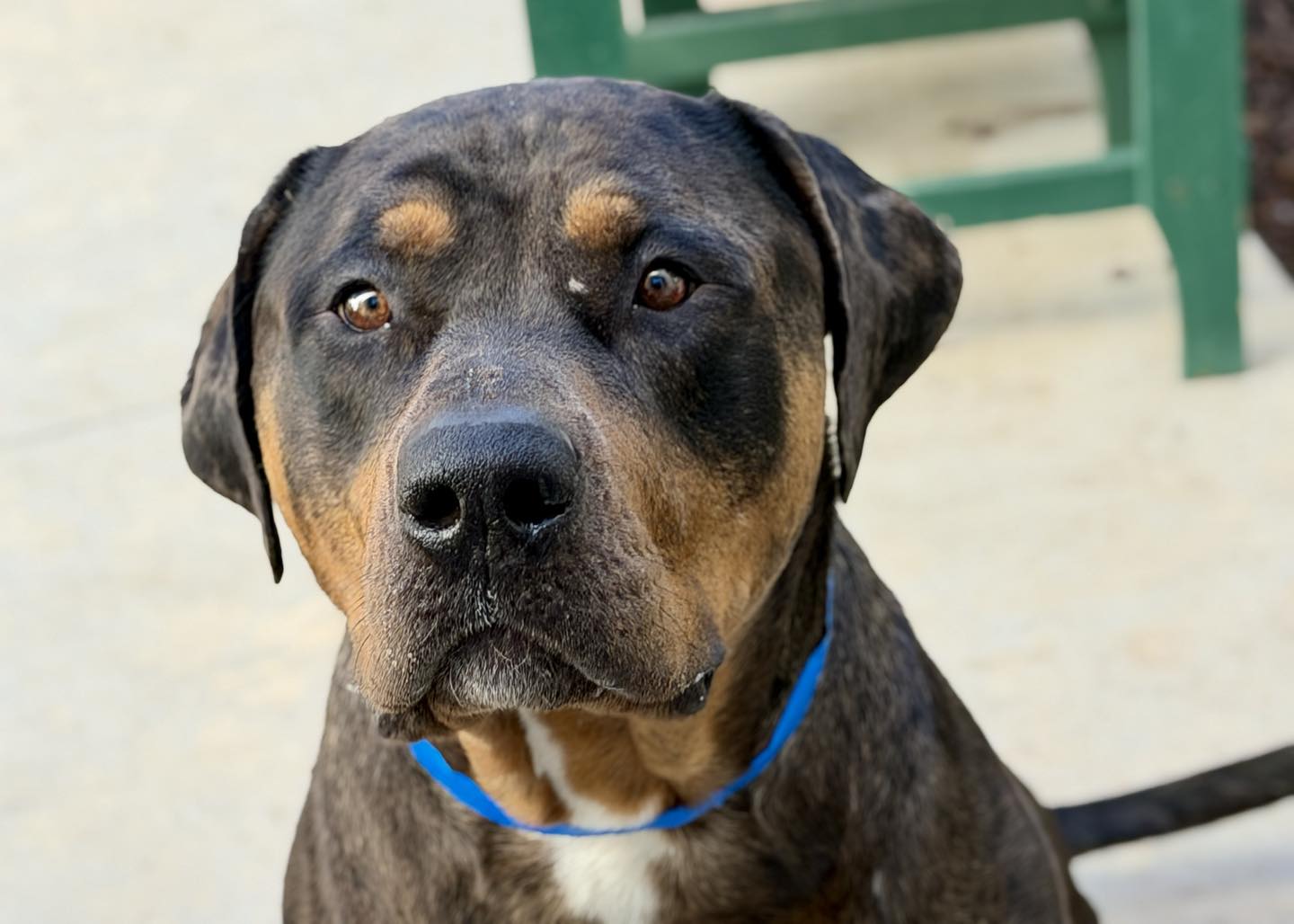 Meet Kong: The Big, Strong, Lovable Rottweiler Mix Who Wants to Steal ...