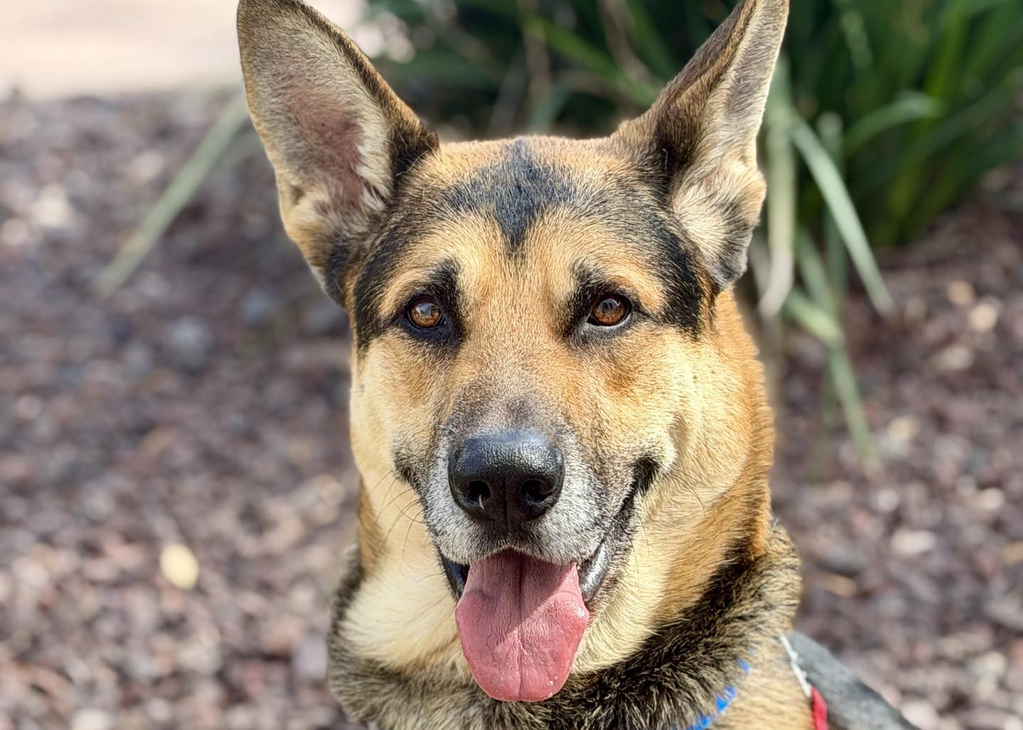 Meet Smokey: The Handsome, Well-Behaved Good Boy Who's Ready for His ...