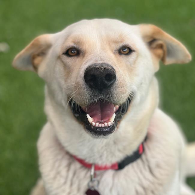 Lynne, Shepherd Mix, Spunky, Spirited, and Ready for Adventure. She's ...