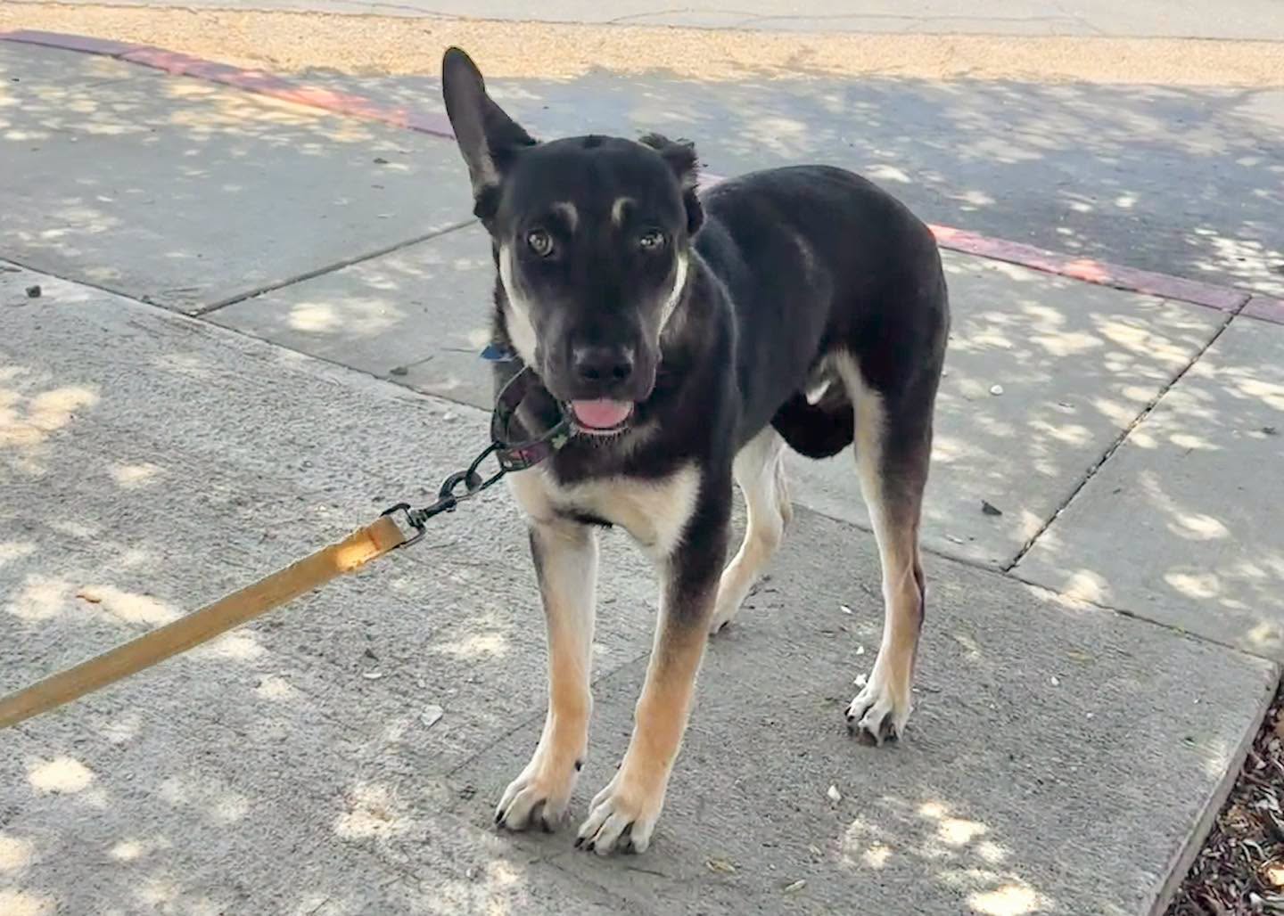 Scared 1-Year-Old Shepherd Mix Found as a Stray Is Still Waiting for ...