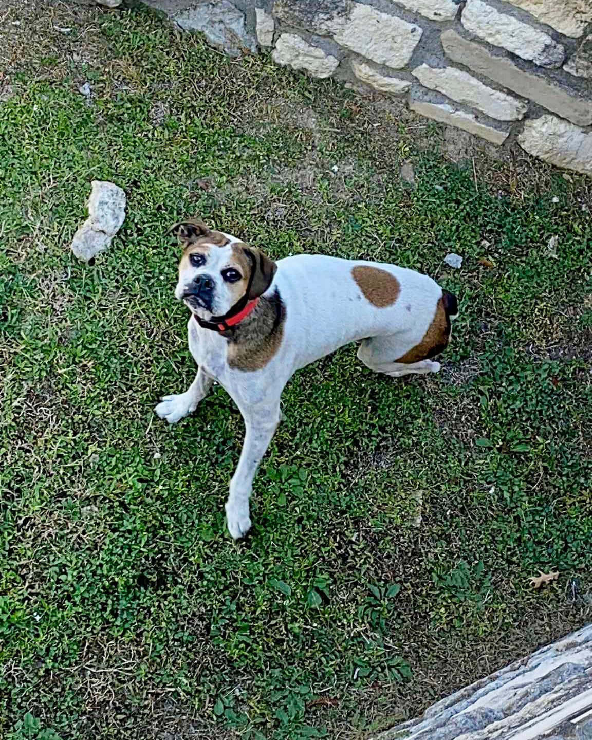 Sweet, Gentle, and Easy to Love—Meet Honeycomb 🐾💛 - Rocky Kanaka