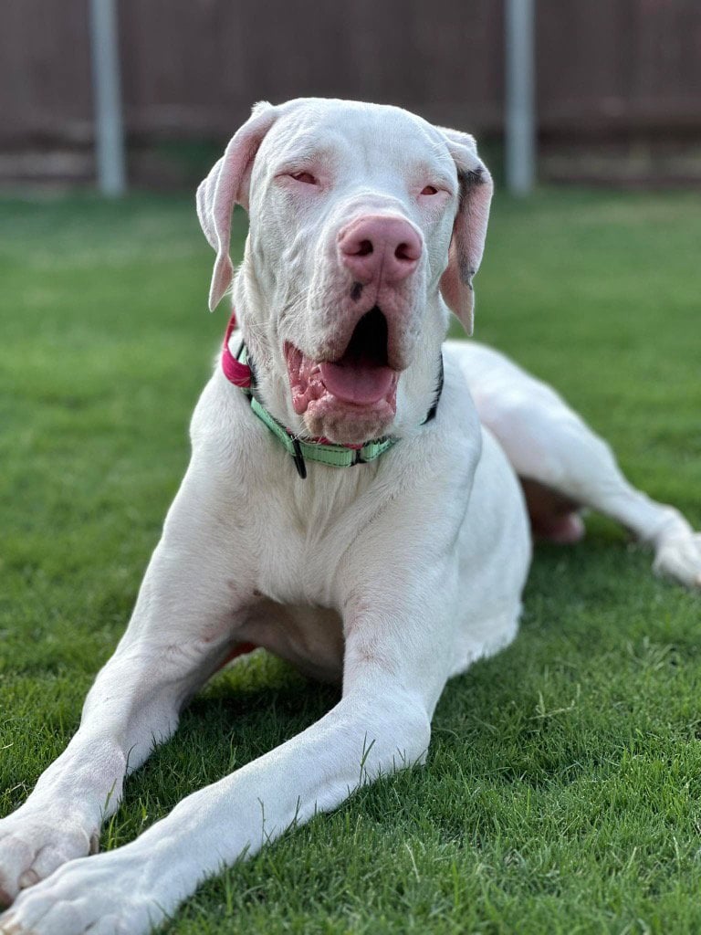 Blind but Beaming With Joy—Zero Will Steal Your Heart 🐾💛 - Rocky Kanaka