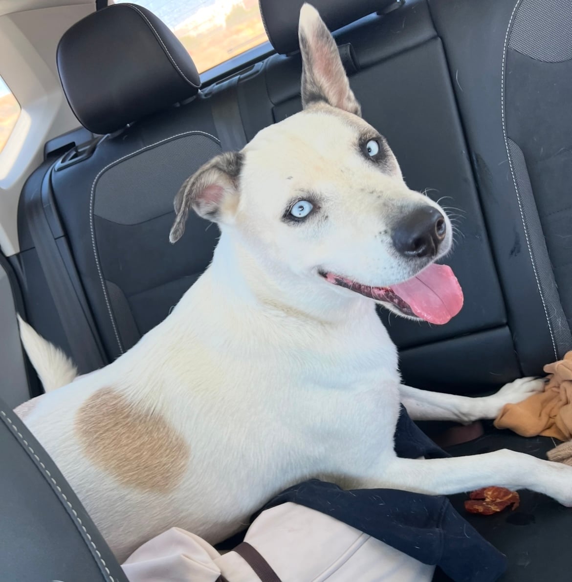 Left Behind for Too Long, Still Full of Love—Meet Aiden - Rocky Kanaka